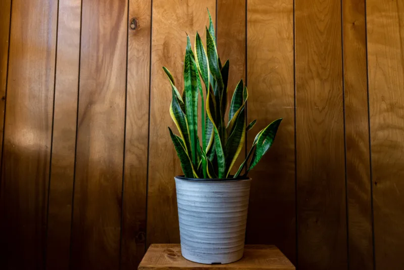 Sansevieria freepik