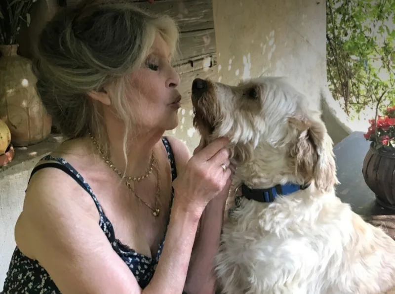 NOËL Toutes les équipes de la Fondation Brigitte Bardot vous souhaitent un joyeux Noël et de t