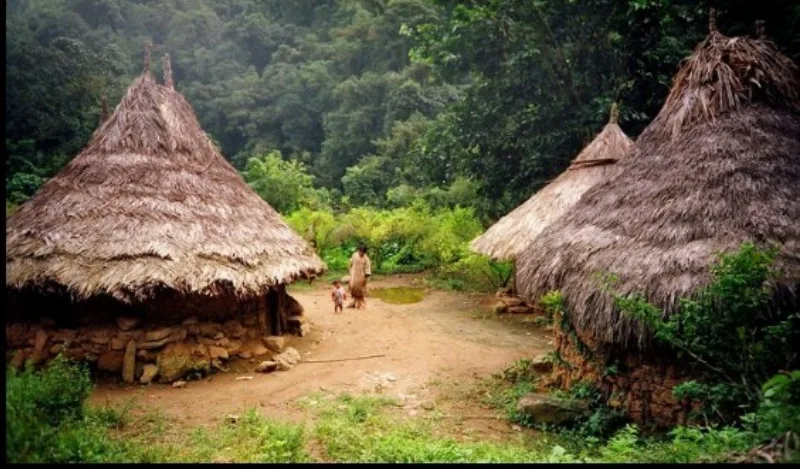 Kogi