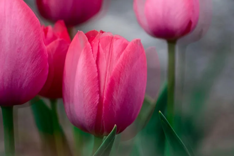 Tulipani freepik