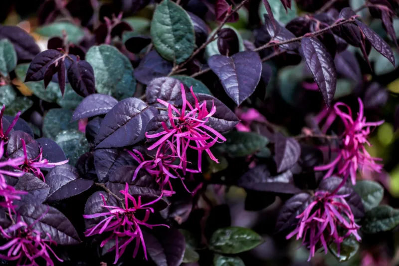 Alternanthera littoralis