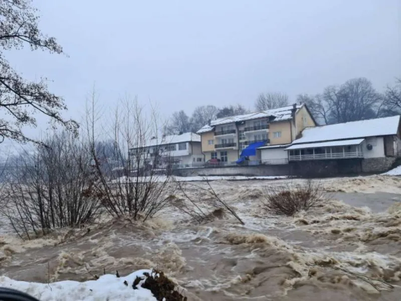 Foca drina