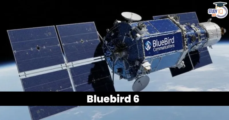 Blue Bird 6