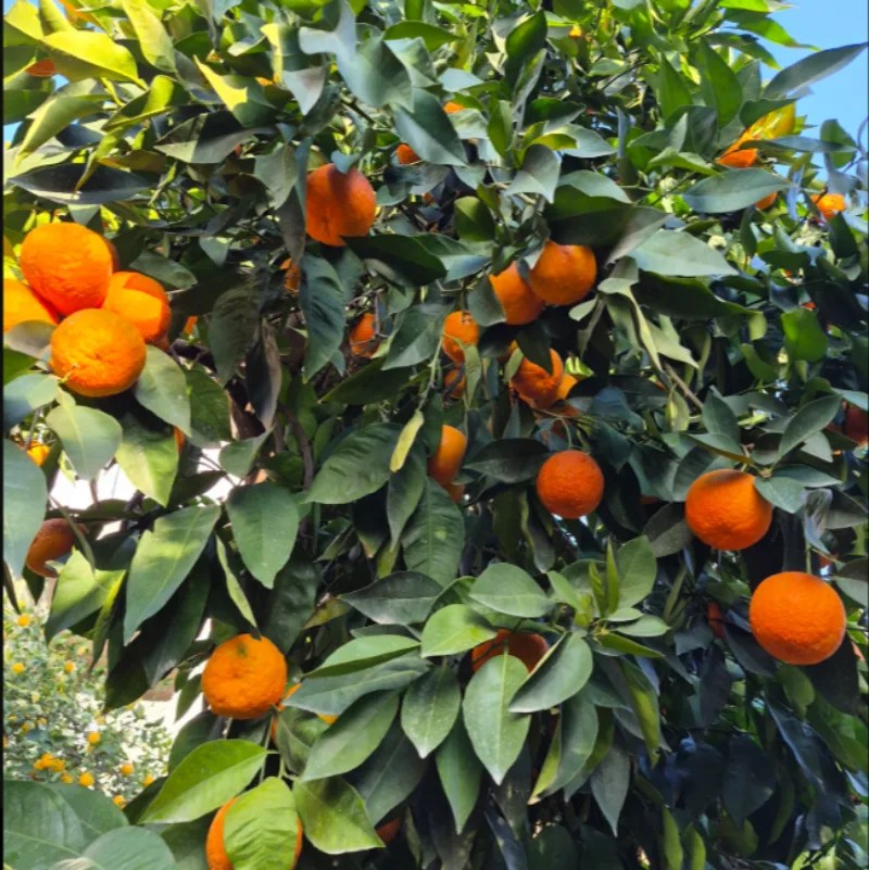 Mandarine