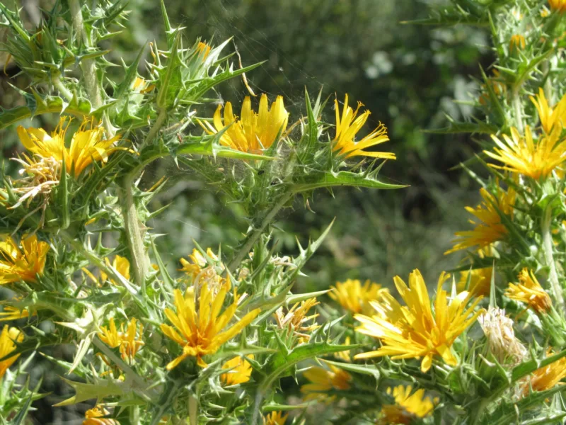 Inula freepik