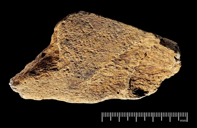 Slon hanibal