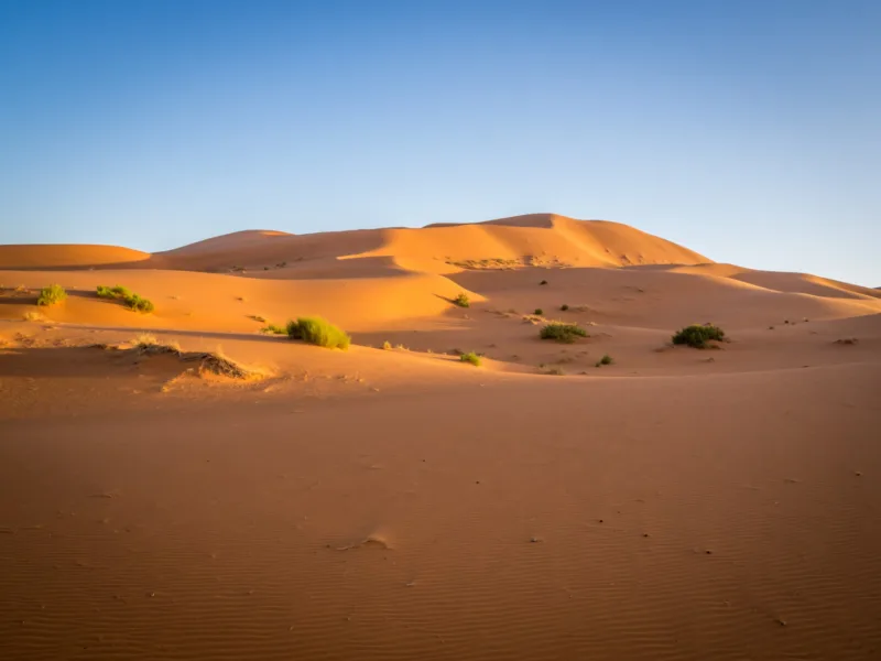 Sahara freepik
