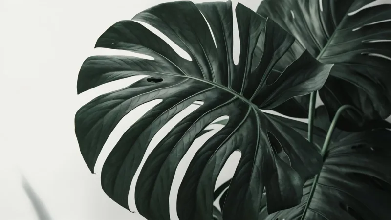 Monstera freepik