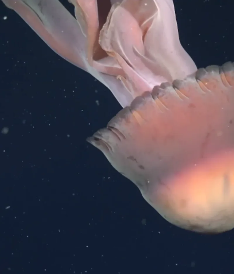 Meduza