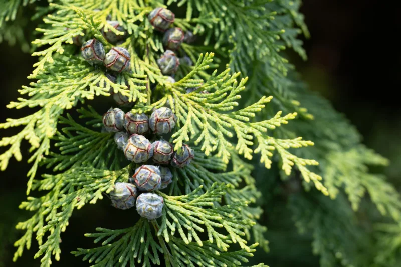 Cedar freepik