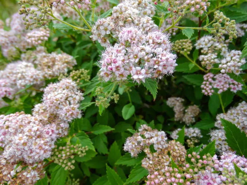 Spirea freepik