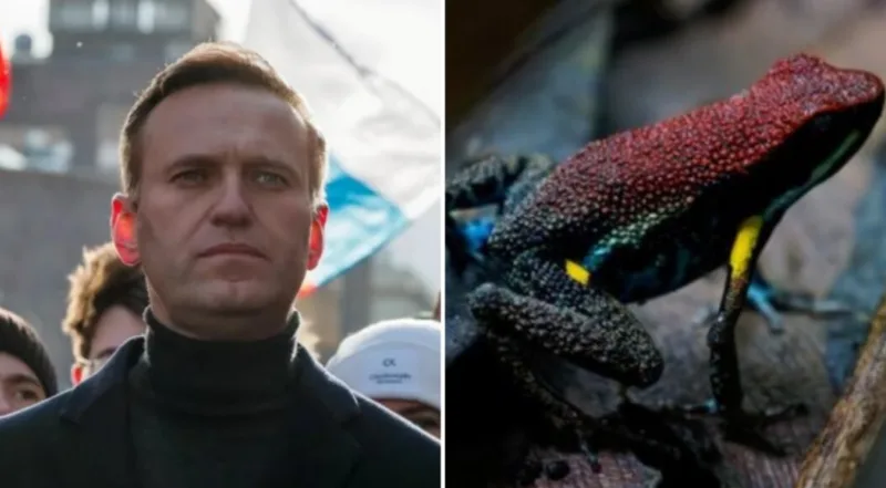 Navaljni zaba