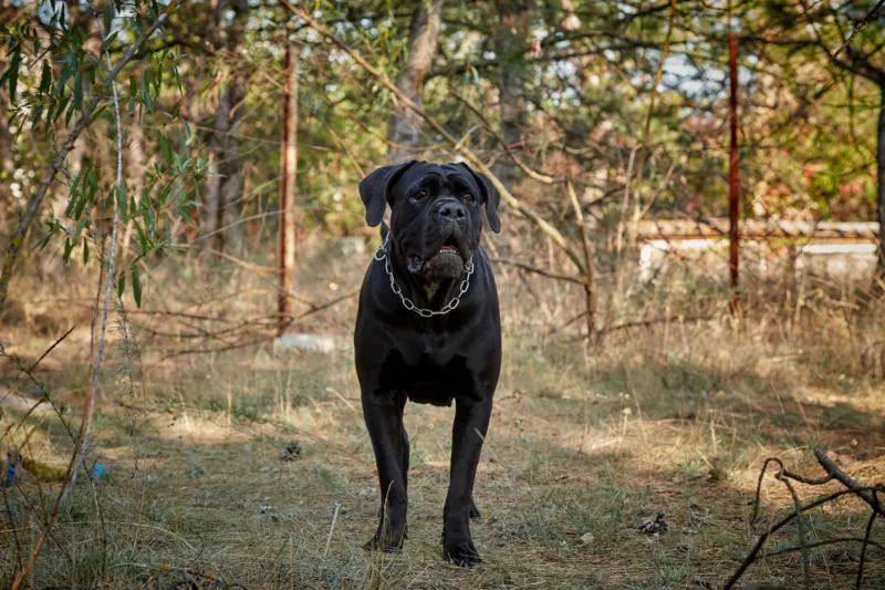 Cane corso freepik