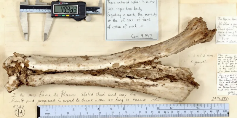 Freepik ancient elephant bone resting on archival paper ha 13456