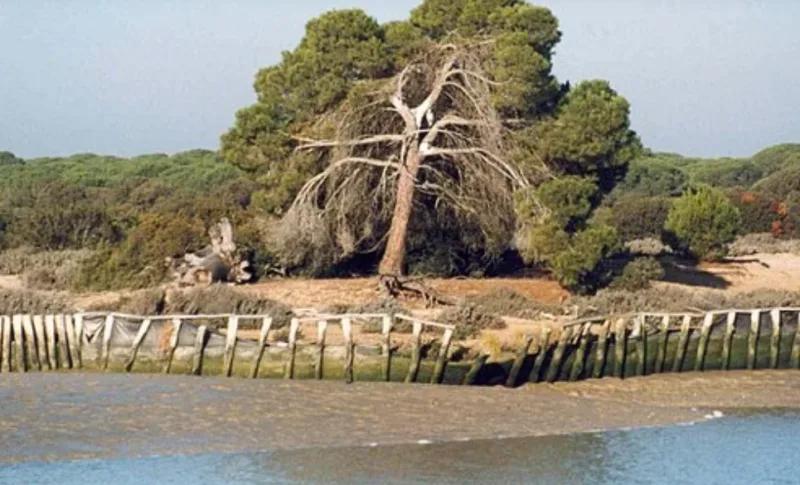 Doñane