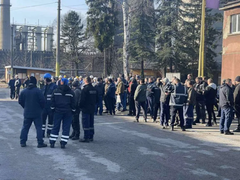 Koksara lukavac fena