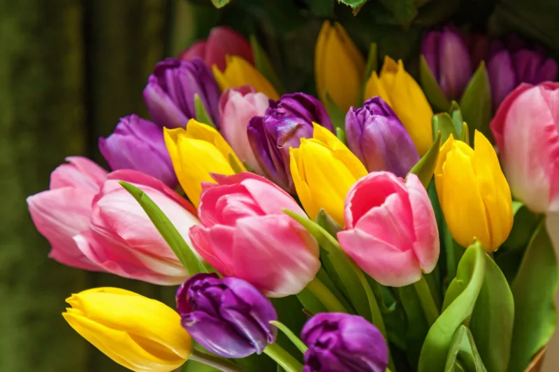 tulipani freepik