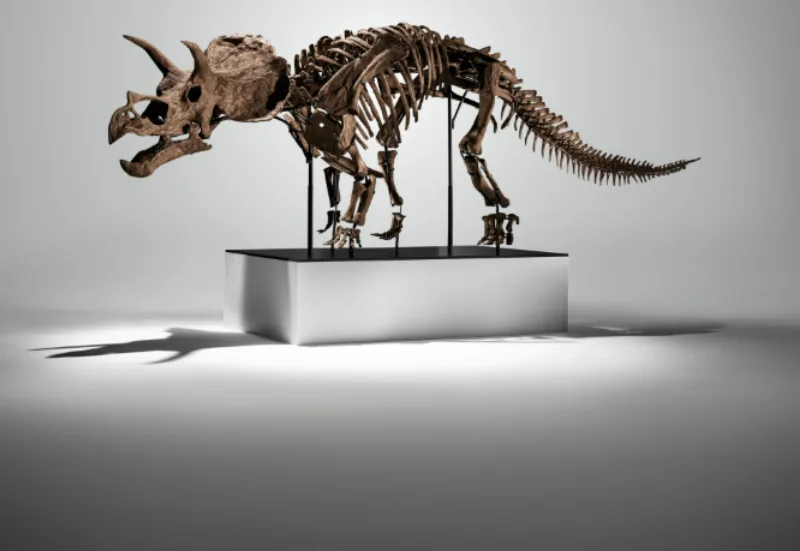Triceratops auction