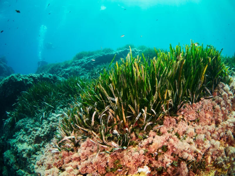 Posidonia oceanica