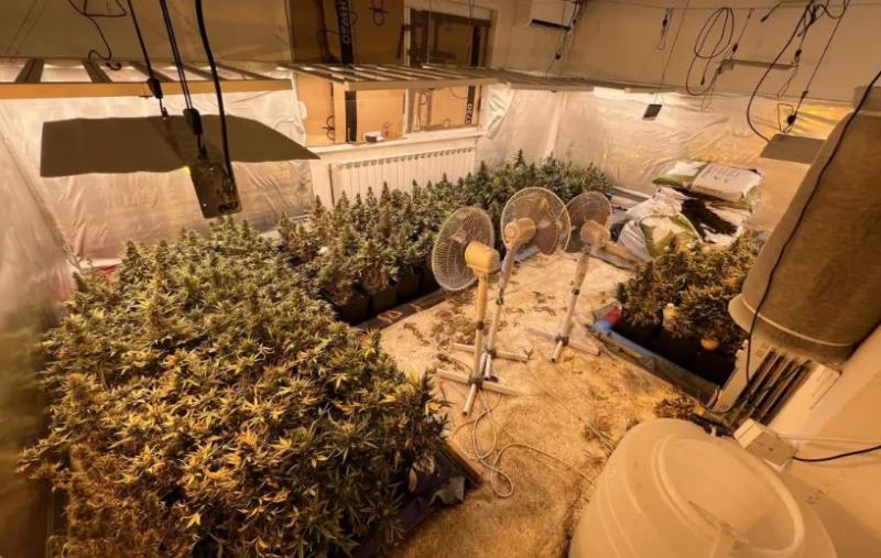 Marihuana 4
