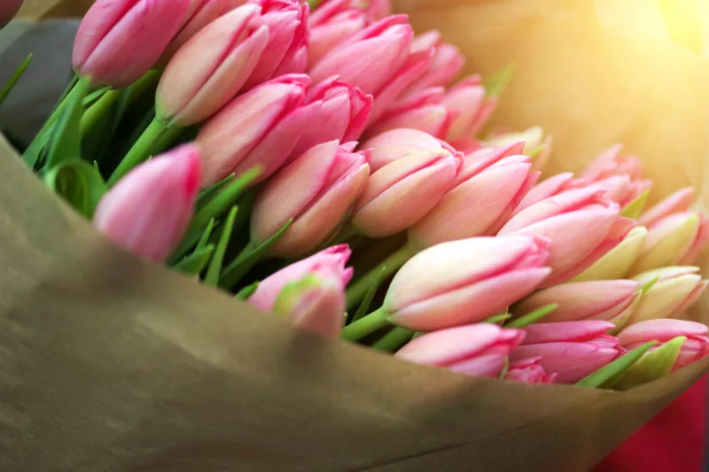 tulipani freepik