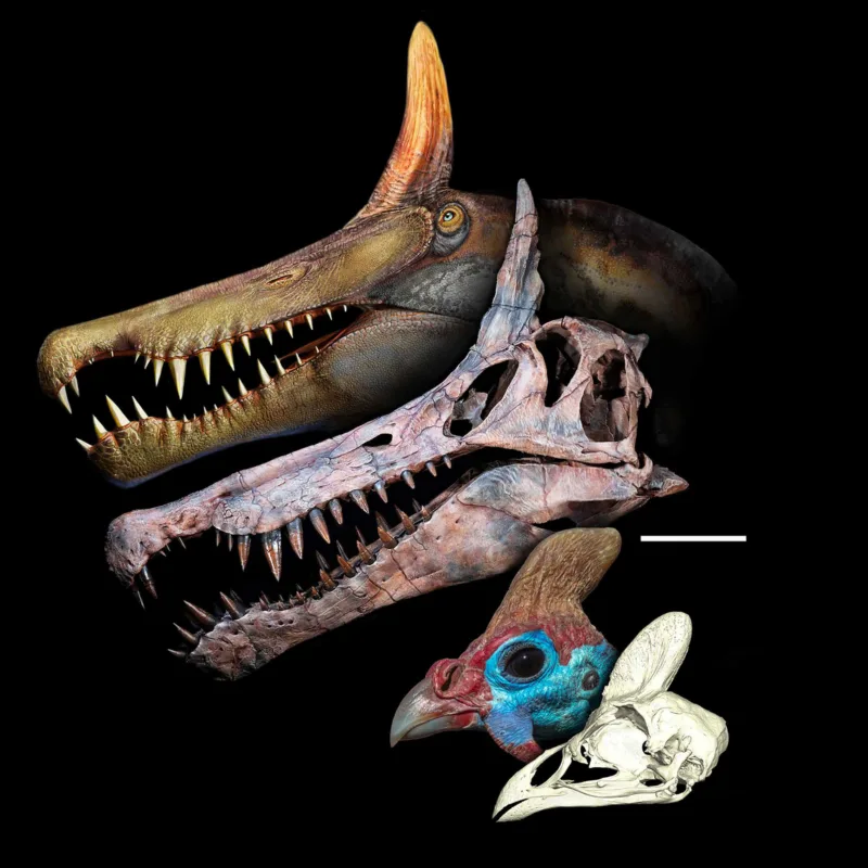 Spinosaurus mirabilis