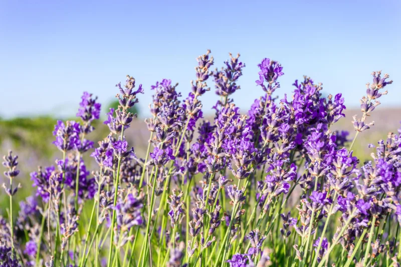 Lavanda freepik