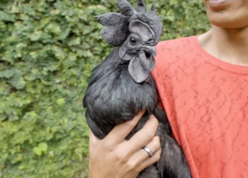 Ayam Cemani