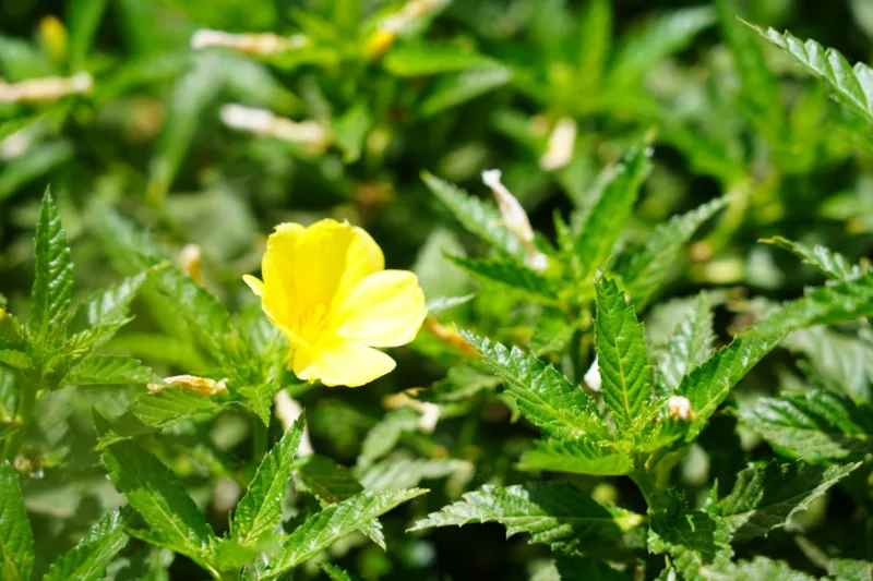 Potentilla erecta freepik