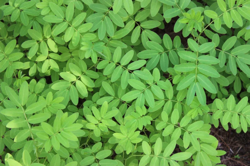 Moringa freepik