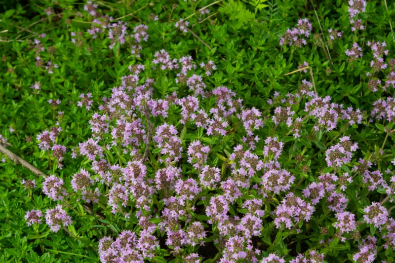 Majčina dušica freepik