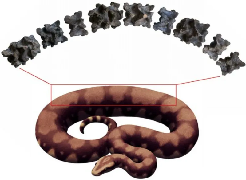 Vasuki indicus