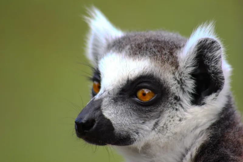 lemur freepik
