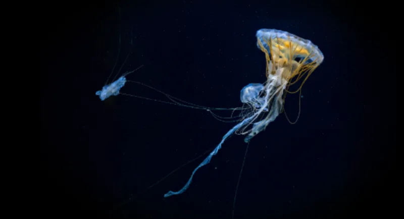 Meduza