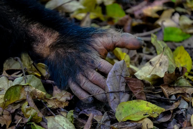 Bigfoot freepik