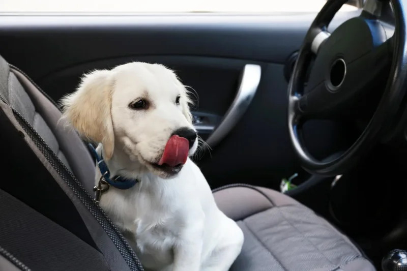 Pas auto freepik