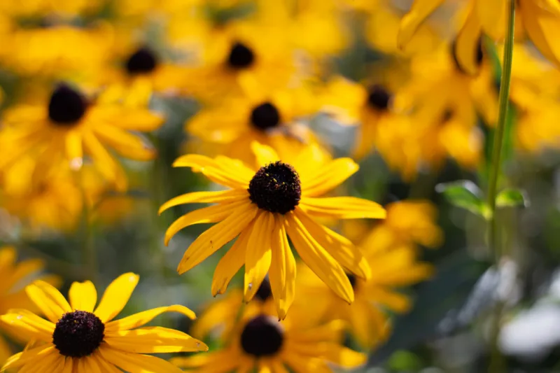 Rudbeckia fulgida freepik