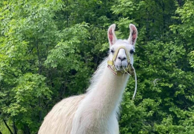 Lama fb baza paraghost