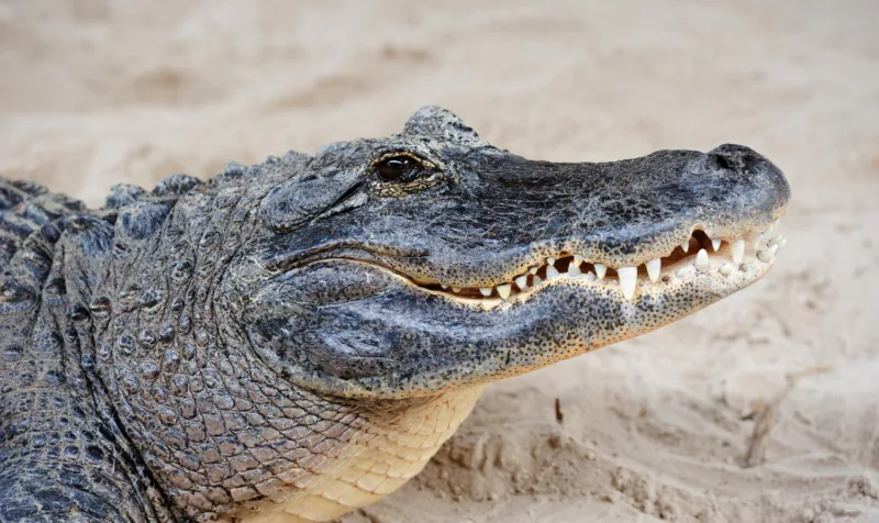 Krokodil freepik