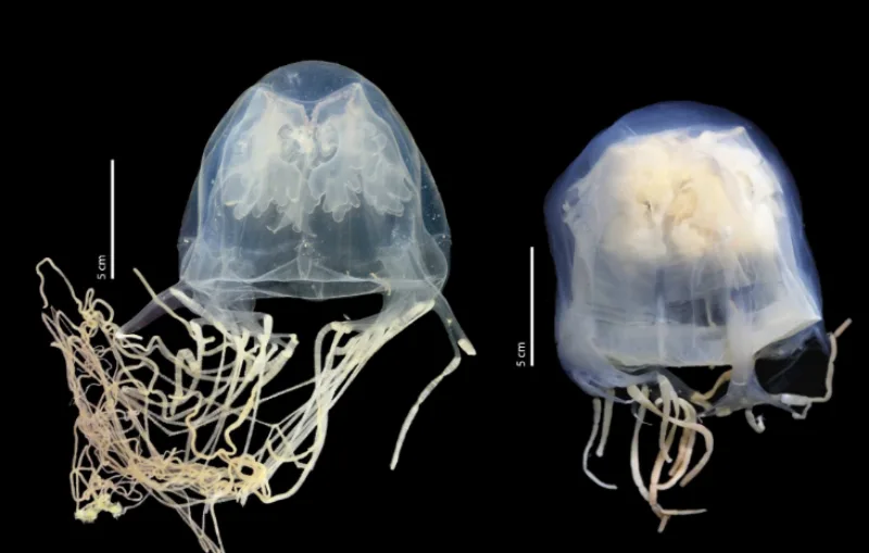 Meduza