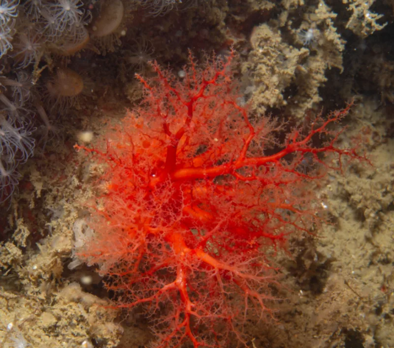 Psolus fabricii