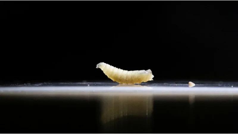 Screwworm x