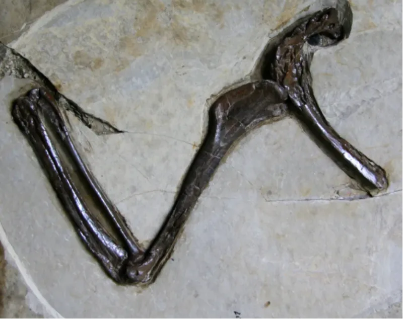 Jian changmaensis