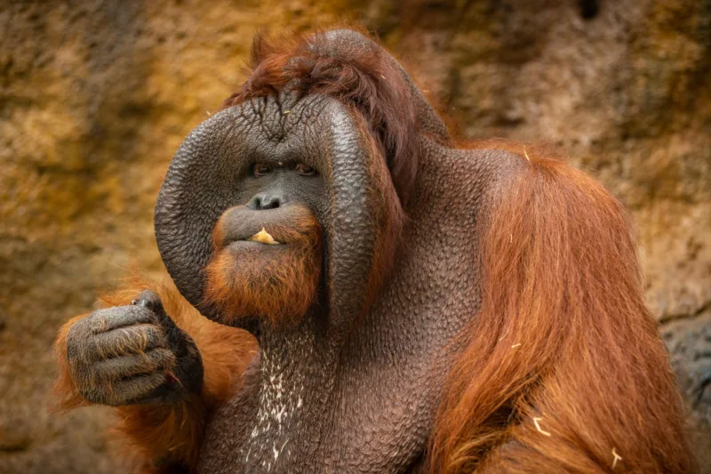 Tapanuli orangutan freepik