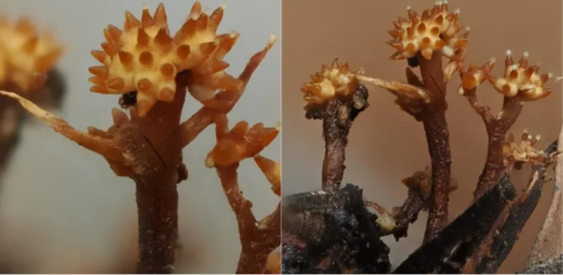 Pleurocordyceps cornusynnemata