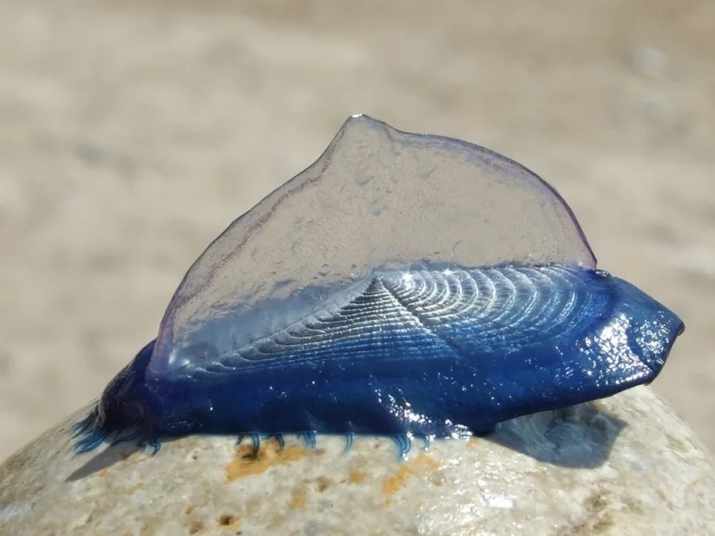 Velella velella