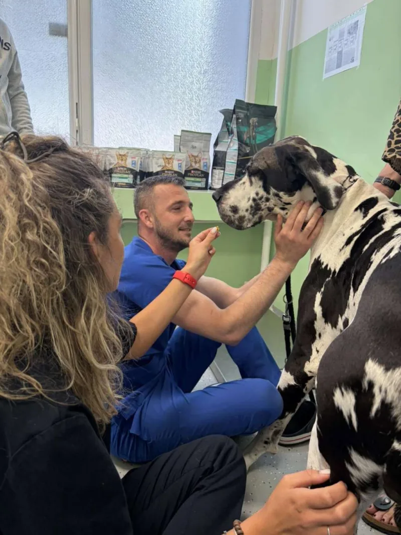 Psi veterinarska stanica sa