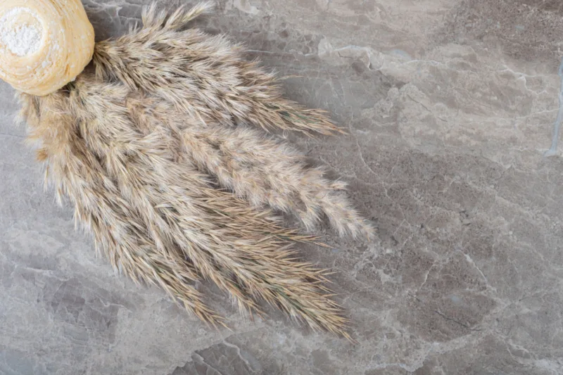pampas freepik