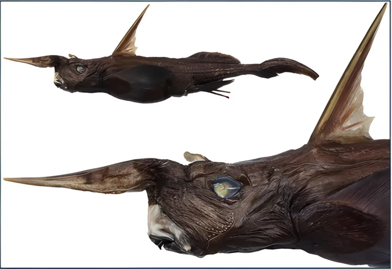 Rhinochimaera costaricana