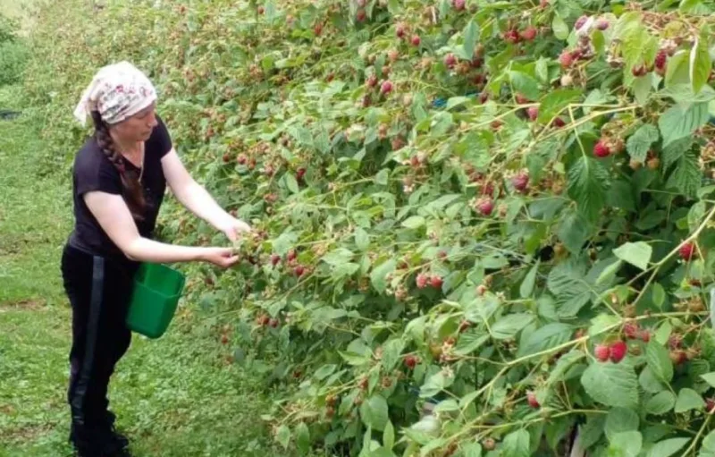 Maline 1